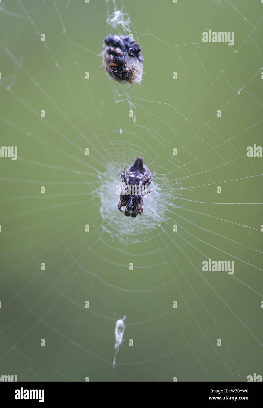 Makrofotografie mit einer kleinen Spinne und Beute im Netz gefangen Stockfoto