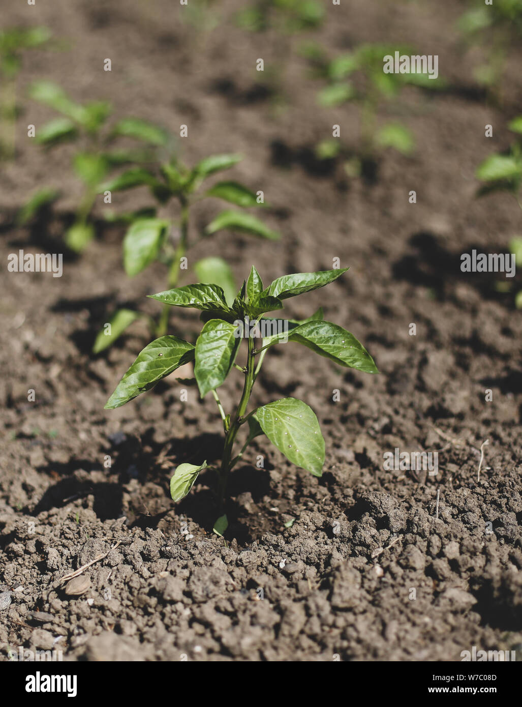 Kleine Paprika Pflanzen auf einem Bauernhof unter der Sonne Stockfoto