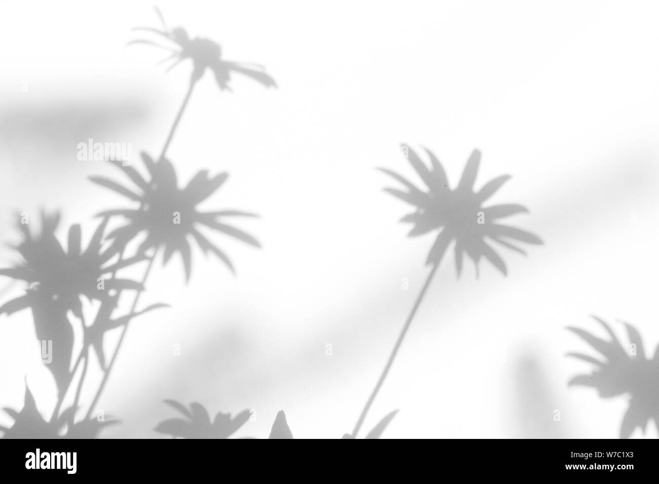 Graue Schatten der Blumen auf eine weiße Wand. Abstrakten neutralen Charakter Konzept Hintergrund. Platz für Text. Unscharfe, defokussiert. Stockfoto