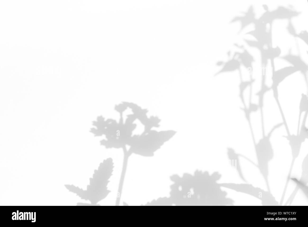 Graue Schatten der Blumen auf eine weiße Wand. Abstrakten neutralen Charakter Konzept Hintergrund. Platz für Text. Unscharfe, defokussiert. Stockfoto