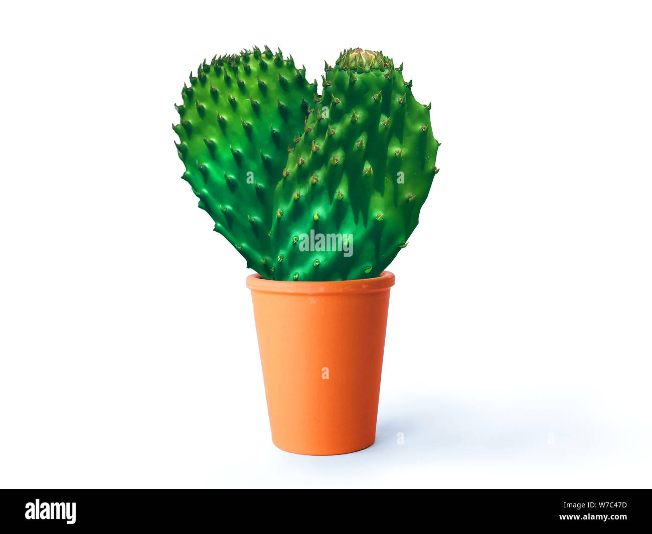 Herzförmiger Kaktus aus stacheliger Birne in einem Topf. Stockfoto