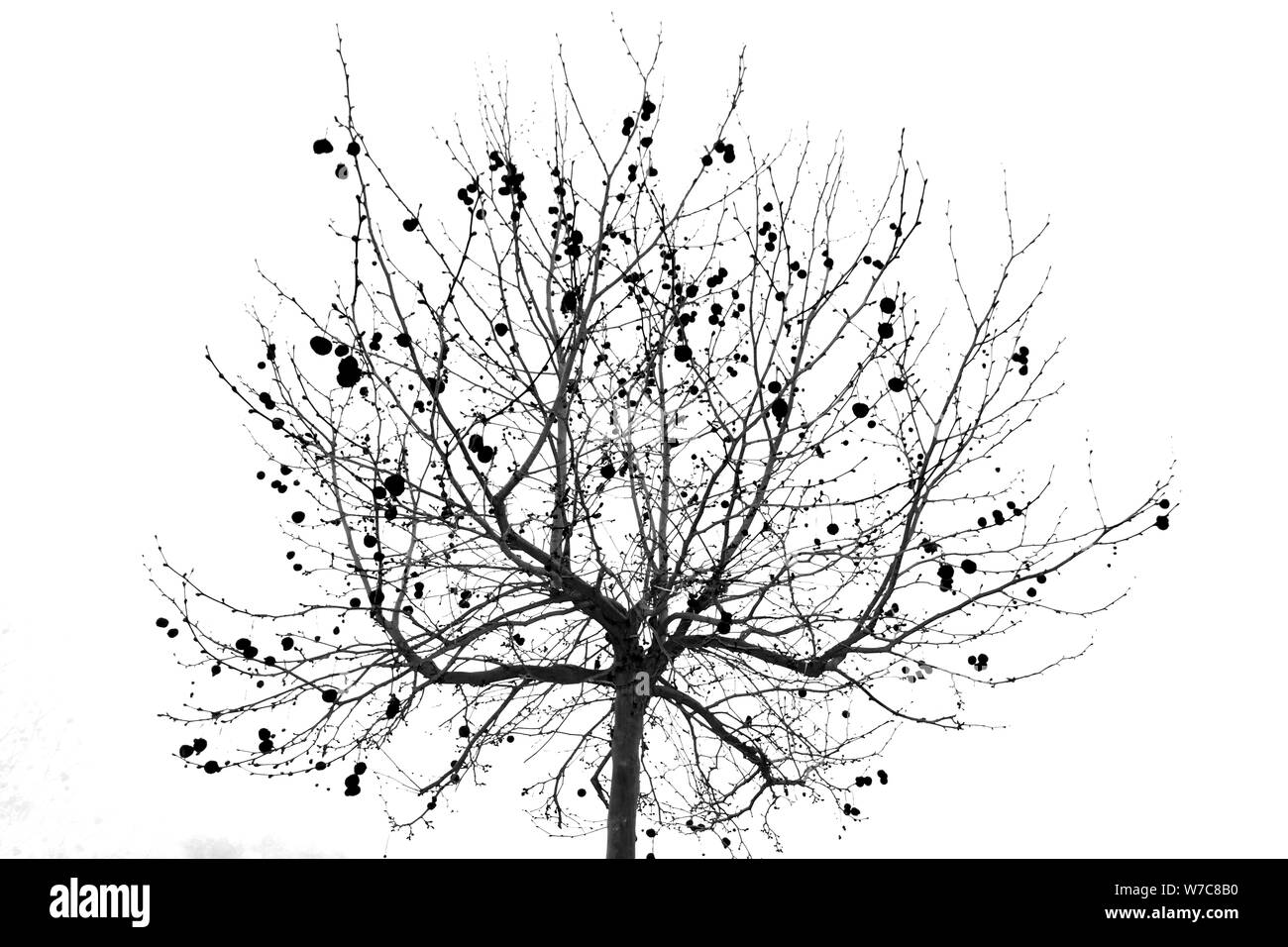 Platane mit Samen Hintergrund Stockfoto