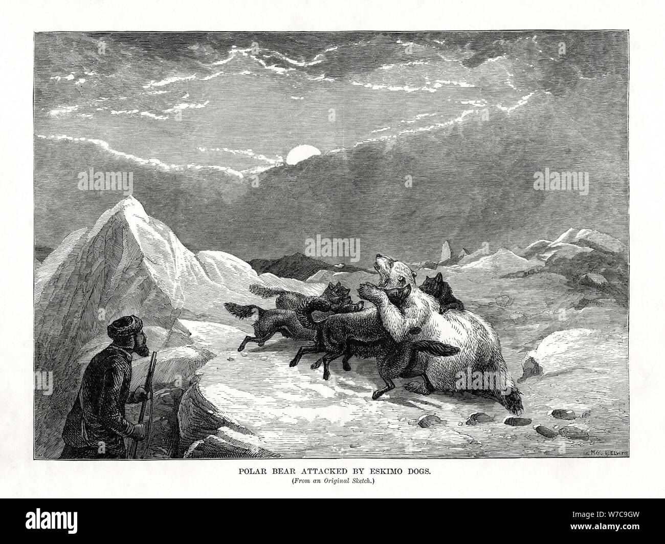 "Polar Bear von Eskimo Dogs", 1877 angegriffen. Artist: Unbekannt Stockfoto