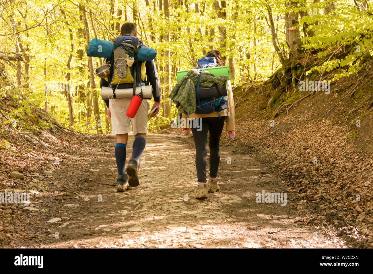 Wandern in den Wald von Buche Bäume auf die Götter weg zwischen Bologna und Florece in Italien umgeben. Stockfoto
