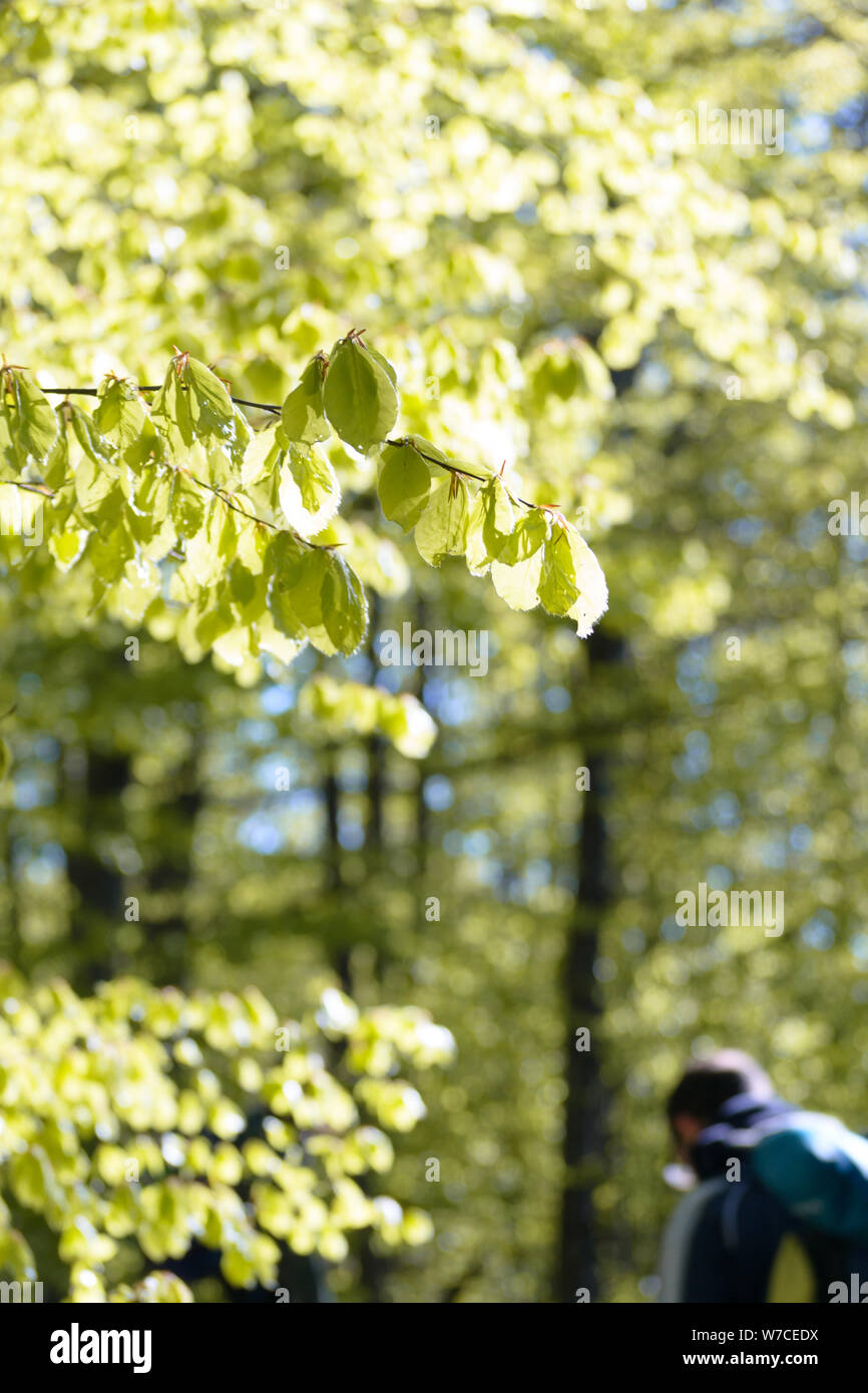 Wandern in den Wald von Buche Bäume auf die Götter weg zwischen Bologna und Florece in Italien umgeben. Stockfoto