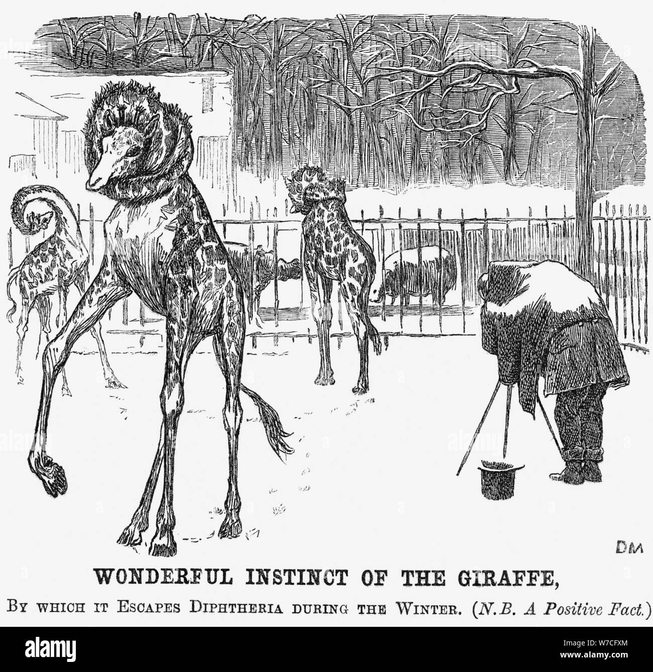 "Wundervoll Instinkt der Giraffe', 1865. Artist: George Du Maurier Stockfoto