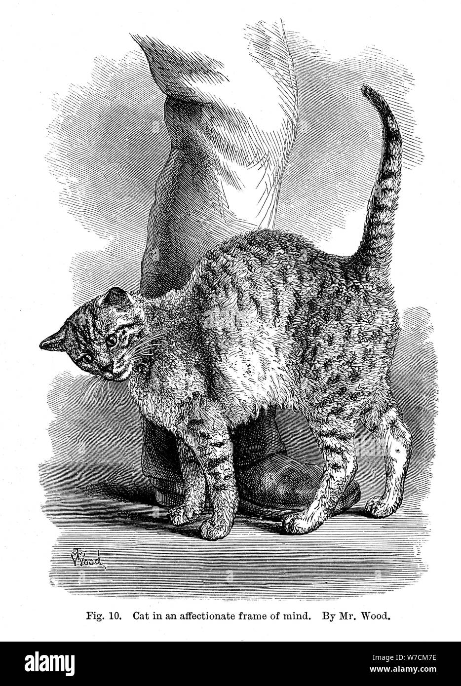 Eine Katze in der liebevollen Rahmen des Verstandes, des Ausdrucks und der Gefühle bei Mensch und Tier, 1872. Artist: Unbekannt Stockfoto