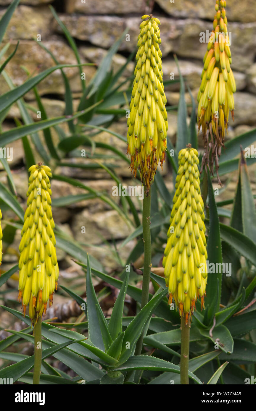 Aloe Vera, Gelb Aloe Stockfotografie - Alamy