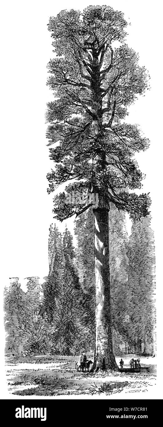 Die "Keystone State', Kalifornische Redwood 325 Fuß hoch in den Yosemite National Park, c 1875. Artist: Unbekannt Stockfoto