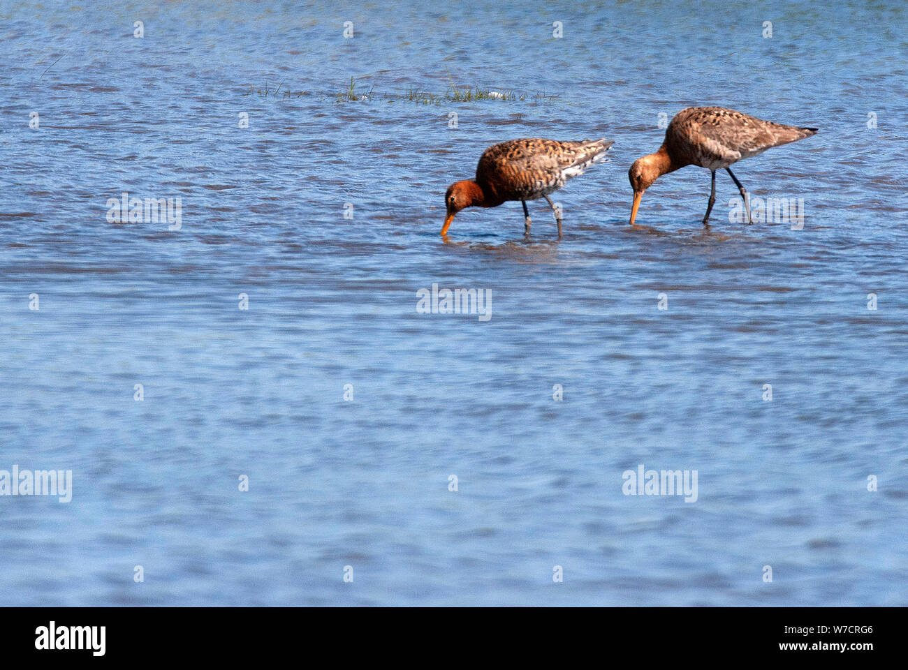 Bar-tailed godwits (Limosa lapponica) bei RSPB Saltholme, County Durham Stockfoto