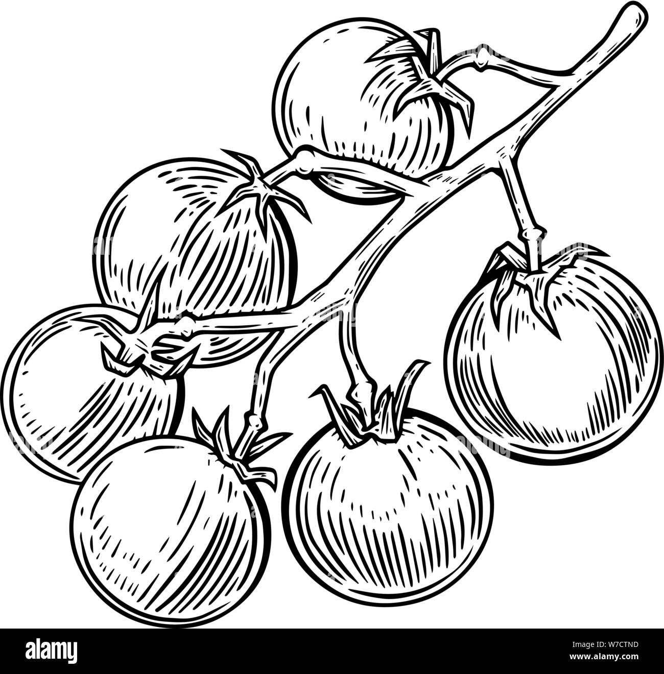 Abbildung: Kirsche Tomaten isoliert auf Weiss. Design Element für Poster, Karten, Banner, Flyer, Menü. Vector Illustration Stock Vektor