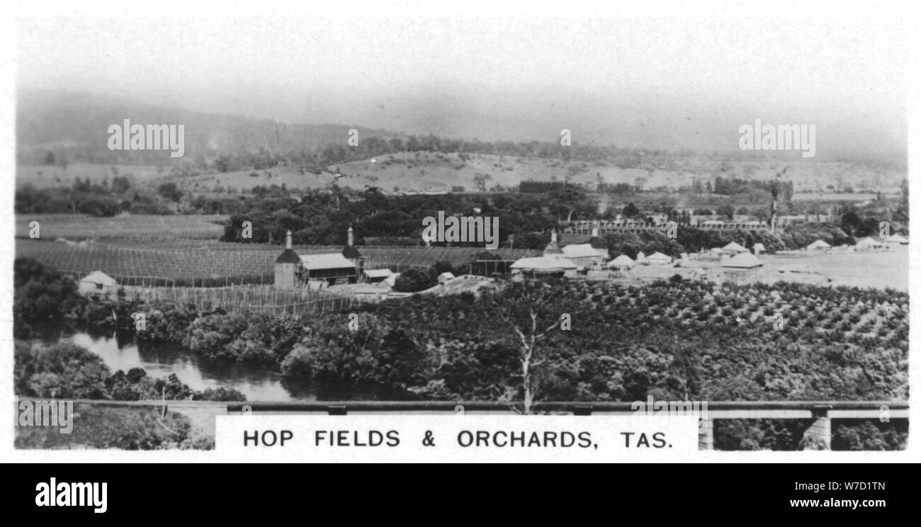 Hop Feldern und Obstplantagen, Tasmanien, Australien, 1928. Artist: Unbekannt Stockfoto