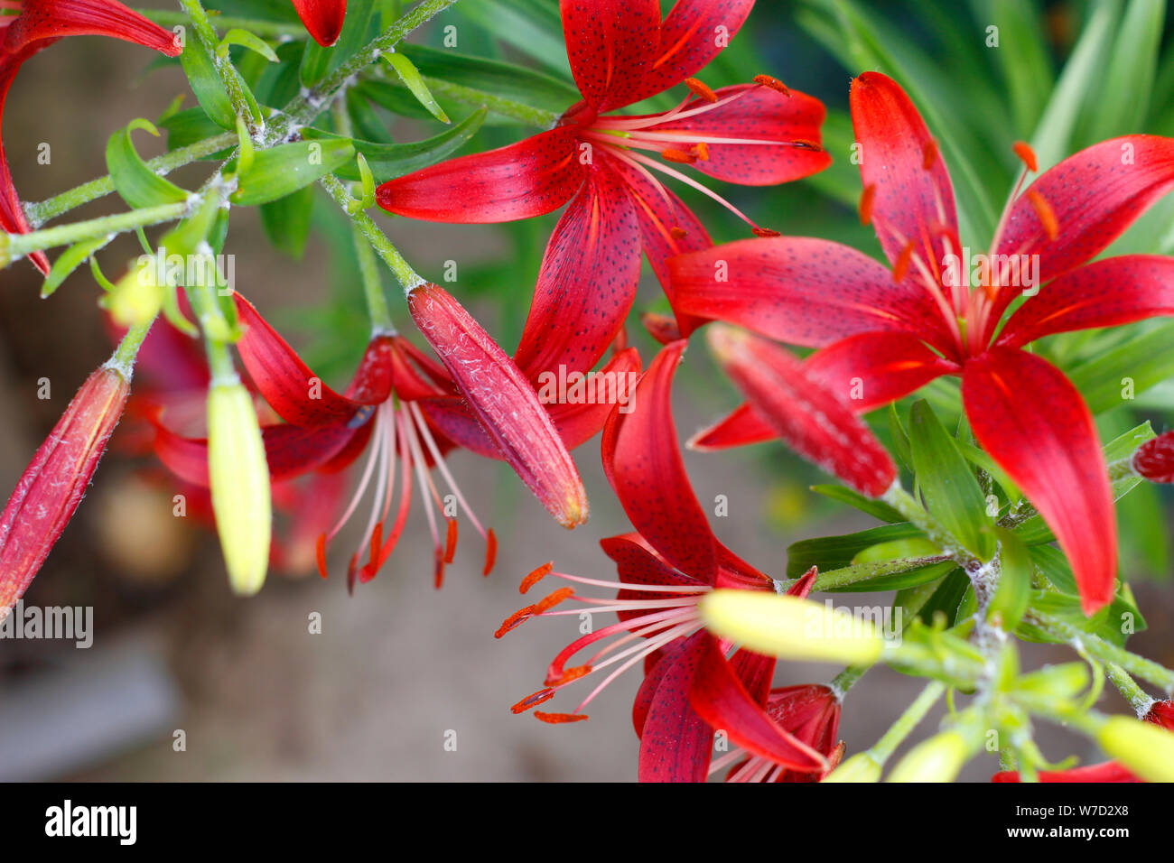 Scarlet Lilien close-up. Rote Lilien wachsen im Garten. Blühende Lilie Blume Lilium bulbiferum. Stockfoto