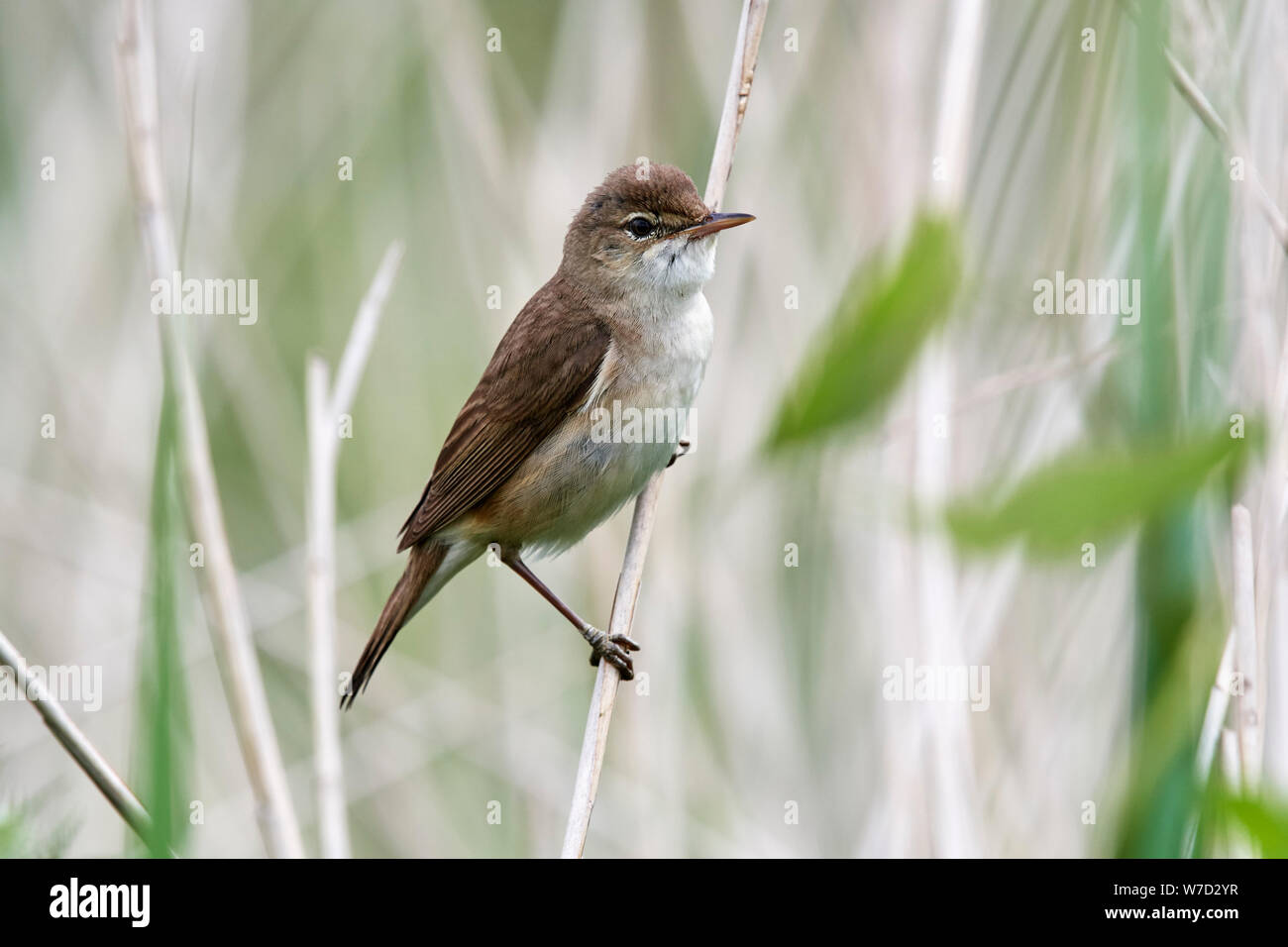 Common Whitethroat (Sylvia communis) Großbritannien Stockfoto
