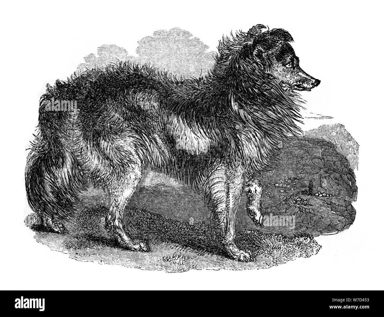 Die Hirten Hund', 1848. Artist: Unbekannt Stockfoto