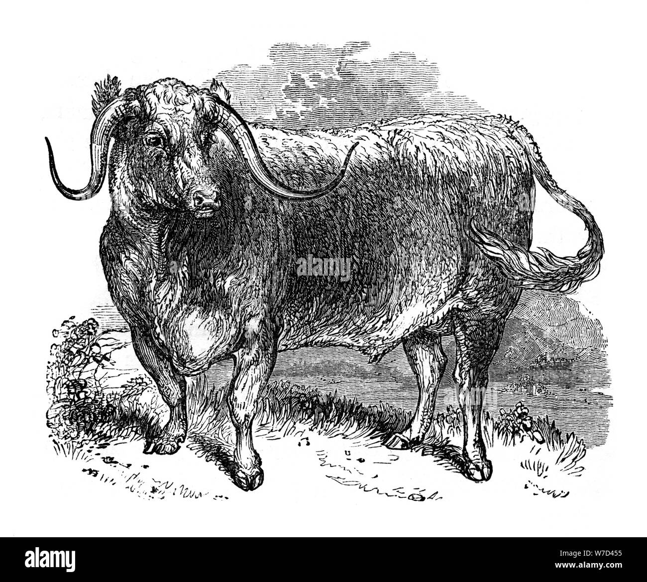 Lancashire ox, Muster der langen Hörnern, Rassen, 1848. Artist: Unbekannt Stockfoto