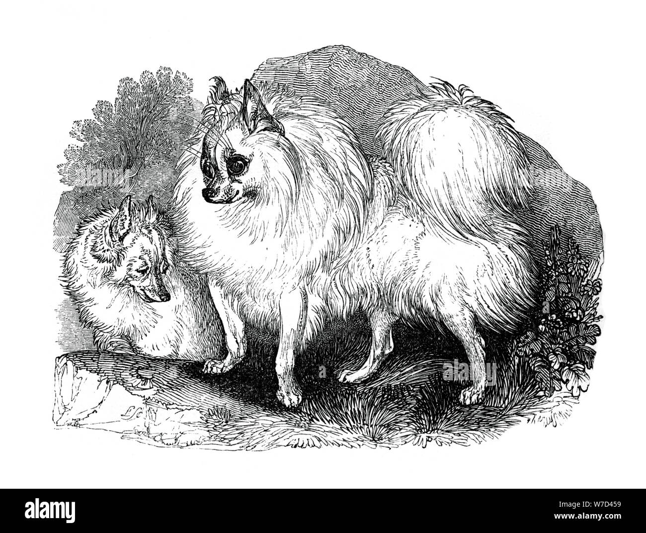 Island Hund, 1848. Artist: Unbekannt Stockfoto