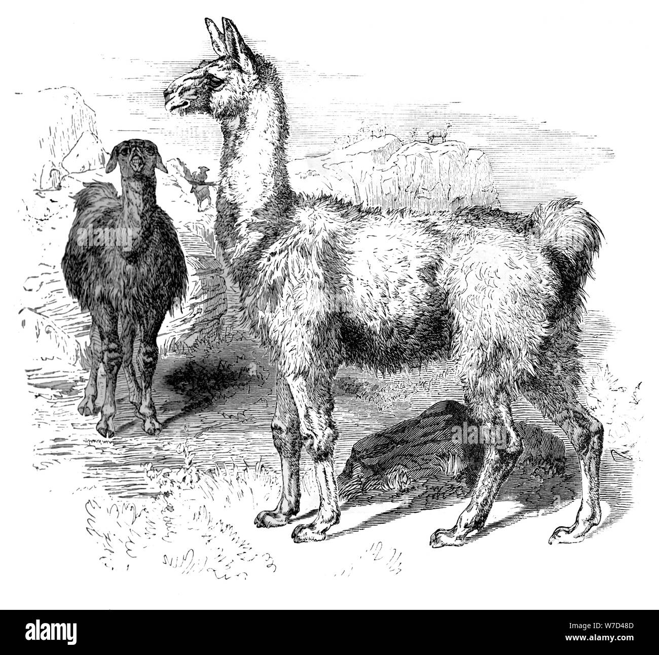 Lamas, c 1880. Artist: Unbekannt Stockfoto