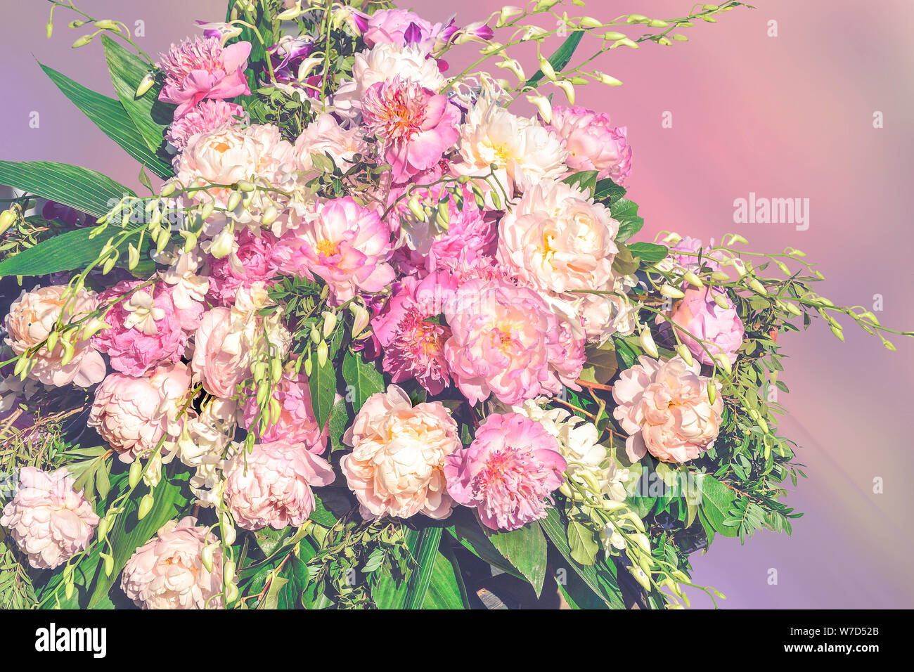 Grosse rosa Pfingstrosen Blumenstrauß in zarten Pastelltönen in Vanille Stil auf verschwommenen Hintergrund. Blumen Grußkarte für jeden Urlaub oder Event. Sanfte Stockfoto