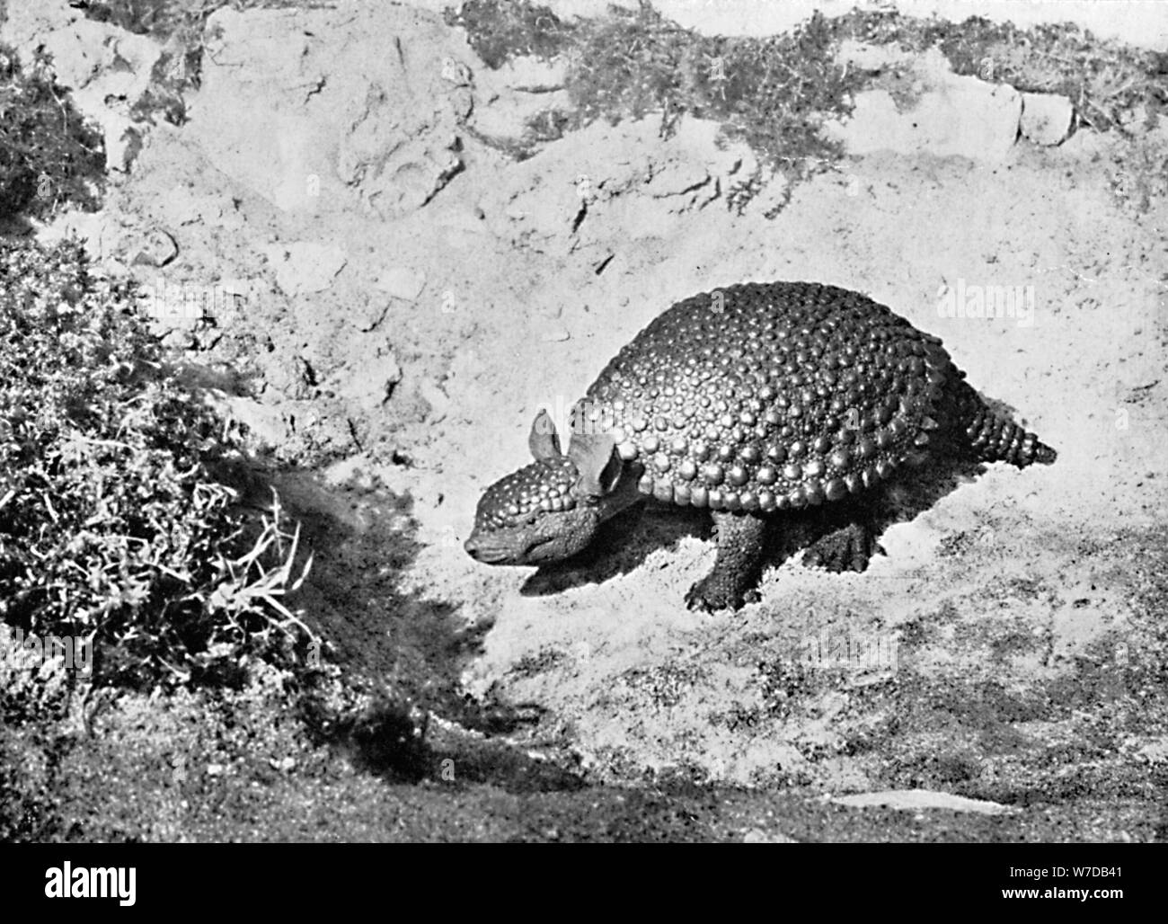 Ein glyptodon, 20. Artist: Unbekannt Stockfoto