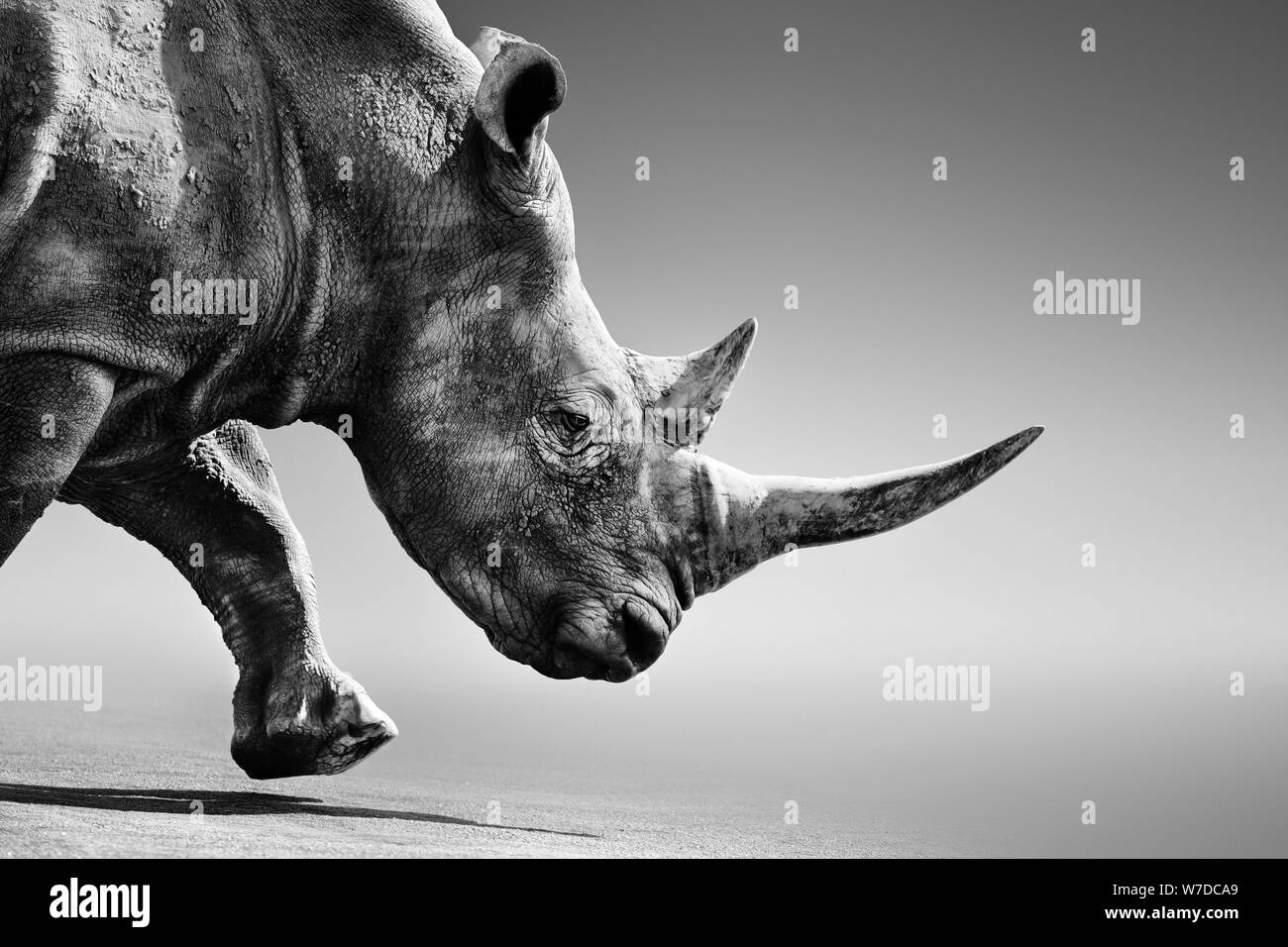 Rhino, Rhinoceros schließen, während mobile im Kruger National Park. Bildende Kunst, Monochrom. Rhinocerotidae) Stockfoto