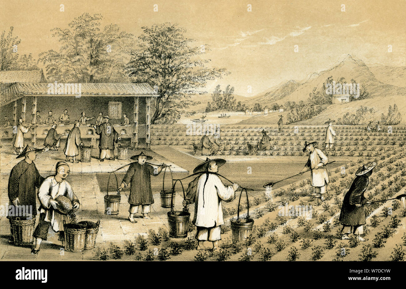 Kultur und Zubereitung von Tee, China, 1847. Artist: E Gilks Stockfoto