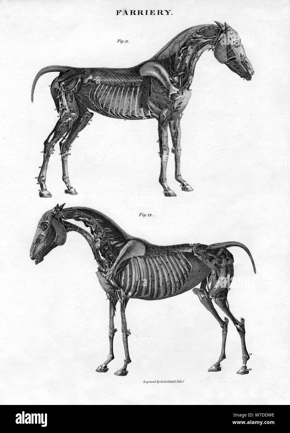 Anatomie eines Pferdes, aus dem 19. Jahrhundert. Artist: Archibald Webb Stockfoto