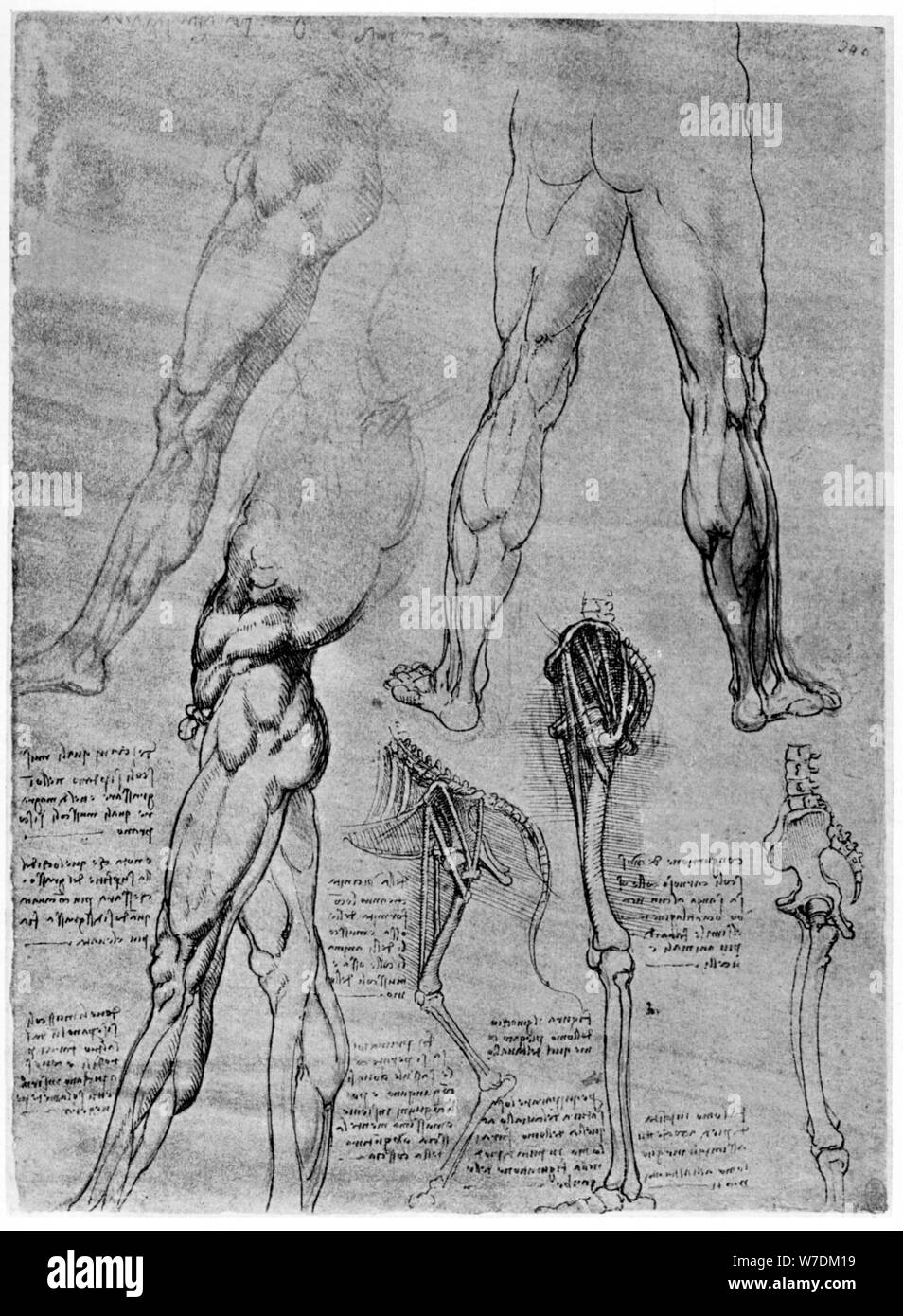 Study anatomy leonardo da vinci -Fotos und -Bildmaterial in hoher