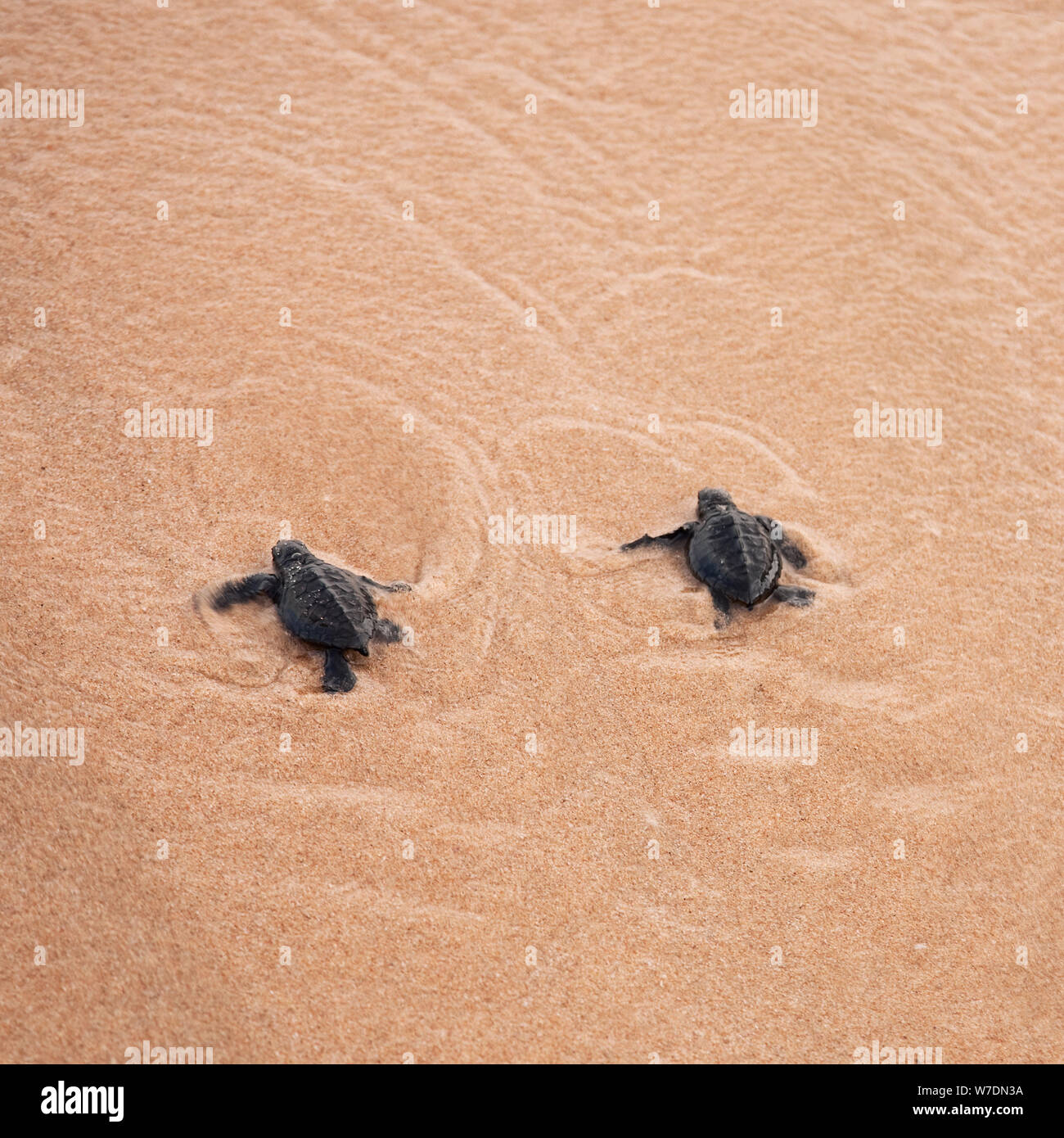 Unechte Karettschildkröte entstehen: die Schildkröten entstehen in einer Gruppe und fahren Sie mit den Strand hinunter zum Wasser kriechen Stockfoto