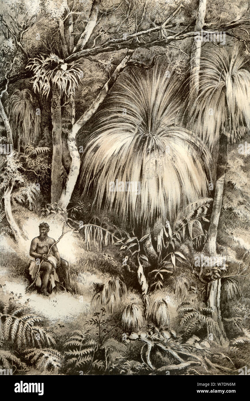Tasmanische Wald Szene, 1879. Artist: McFarlane und Erskine Stockfoto