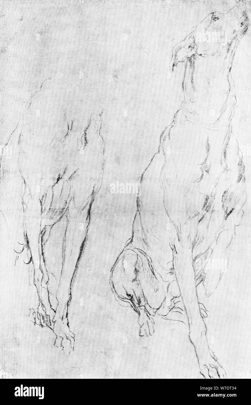 Studie für den Greyhound im Porträt der Herzog von Richmond, c 1634 (1900). Artist: Unbekannt Stockfoto