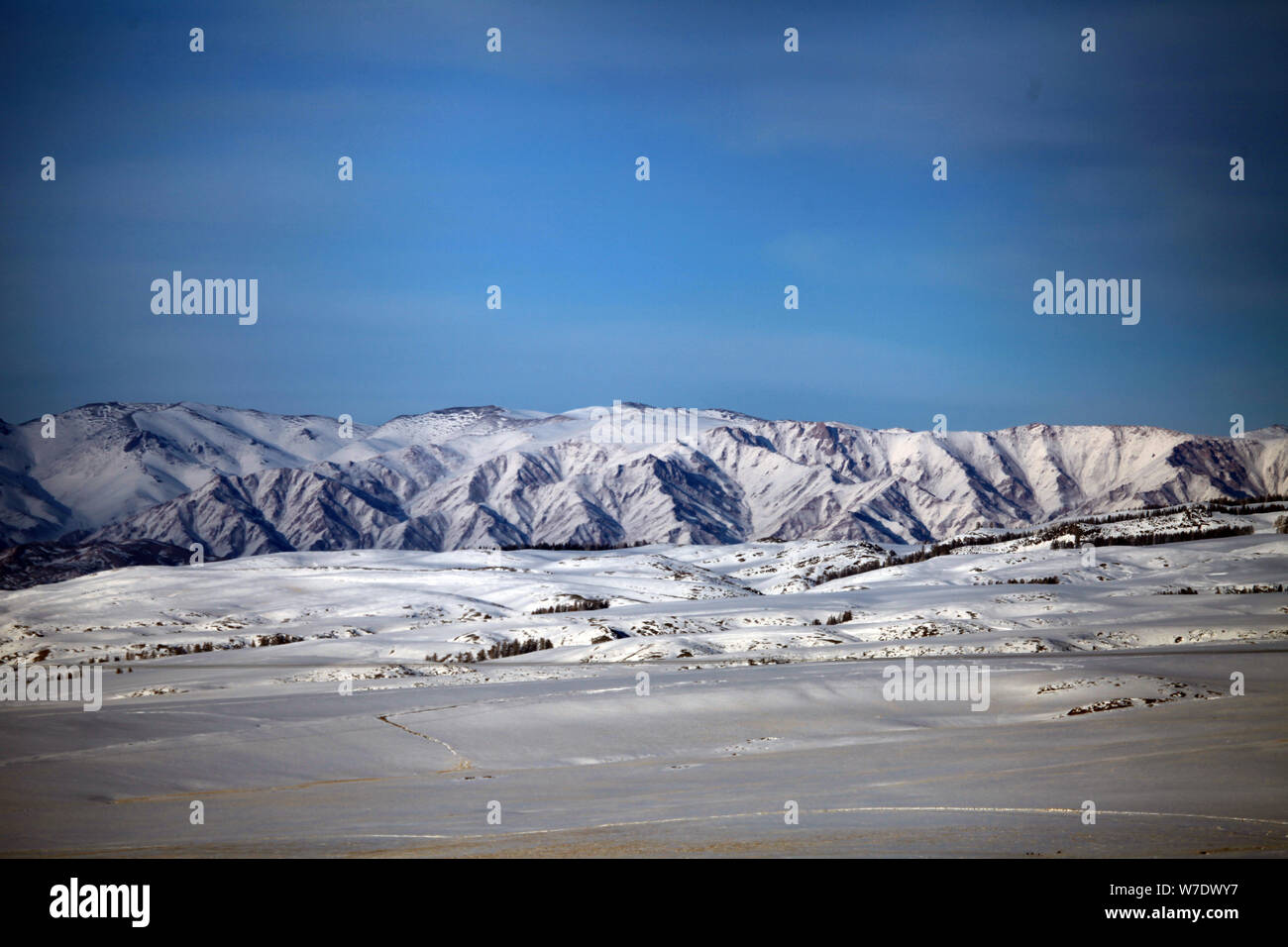 Schnee glühstrümpfe am nördlichen Hang des östlichen Teil des Tian Shan (''Mountain des Himmels'') Berg in Balikun County, Hami Stadt, Northwest China" Stockfoto