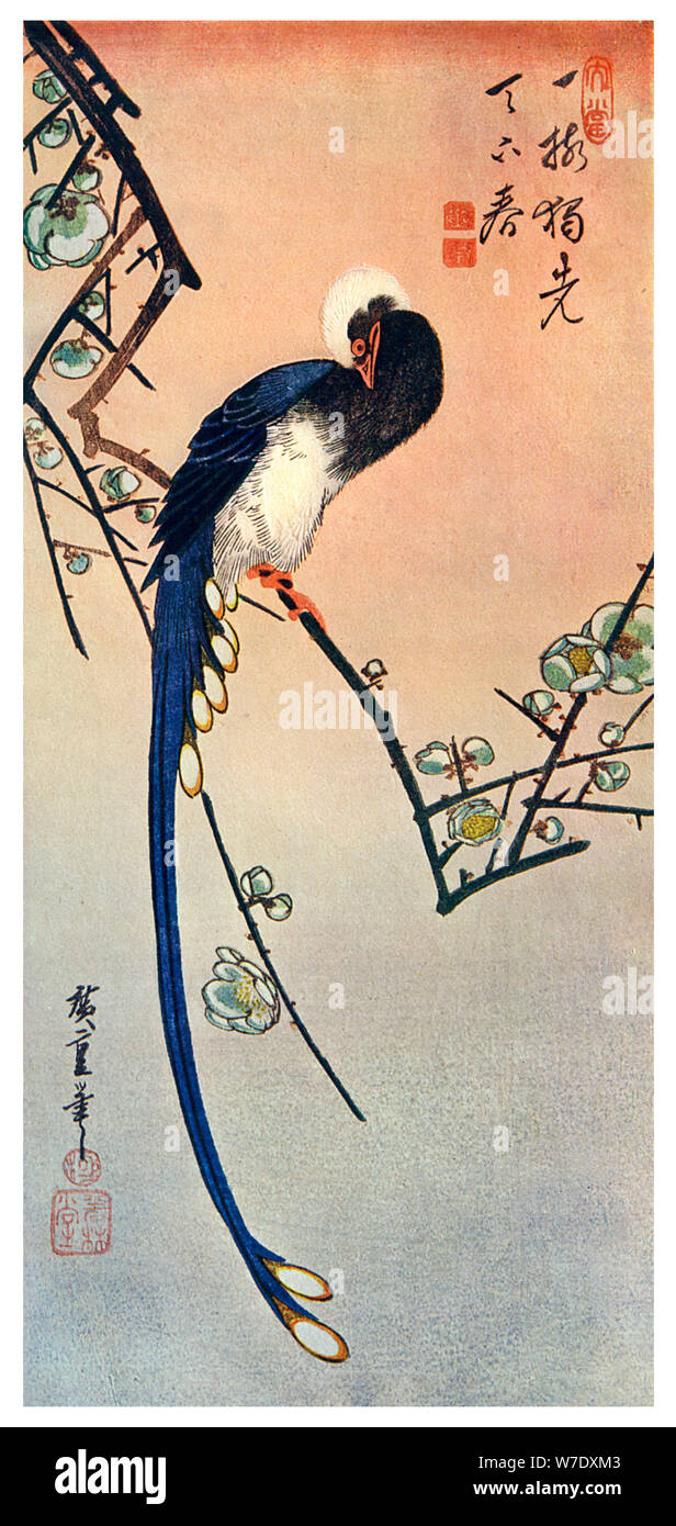 "Long-tail-blauen Vogel auf Zweig der Pflaumenbaum in Blüte", aus dem 19. Jahrhundert (1925). Artist: Unbekannt Stockfoto