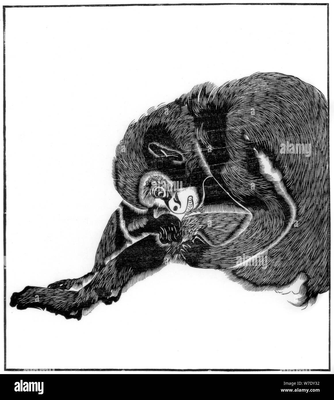 Monkey, 1766 (1886). Artist: Unbekannt Stockfoto