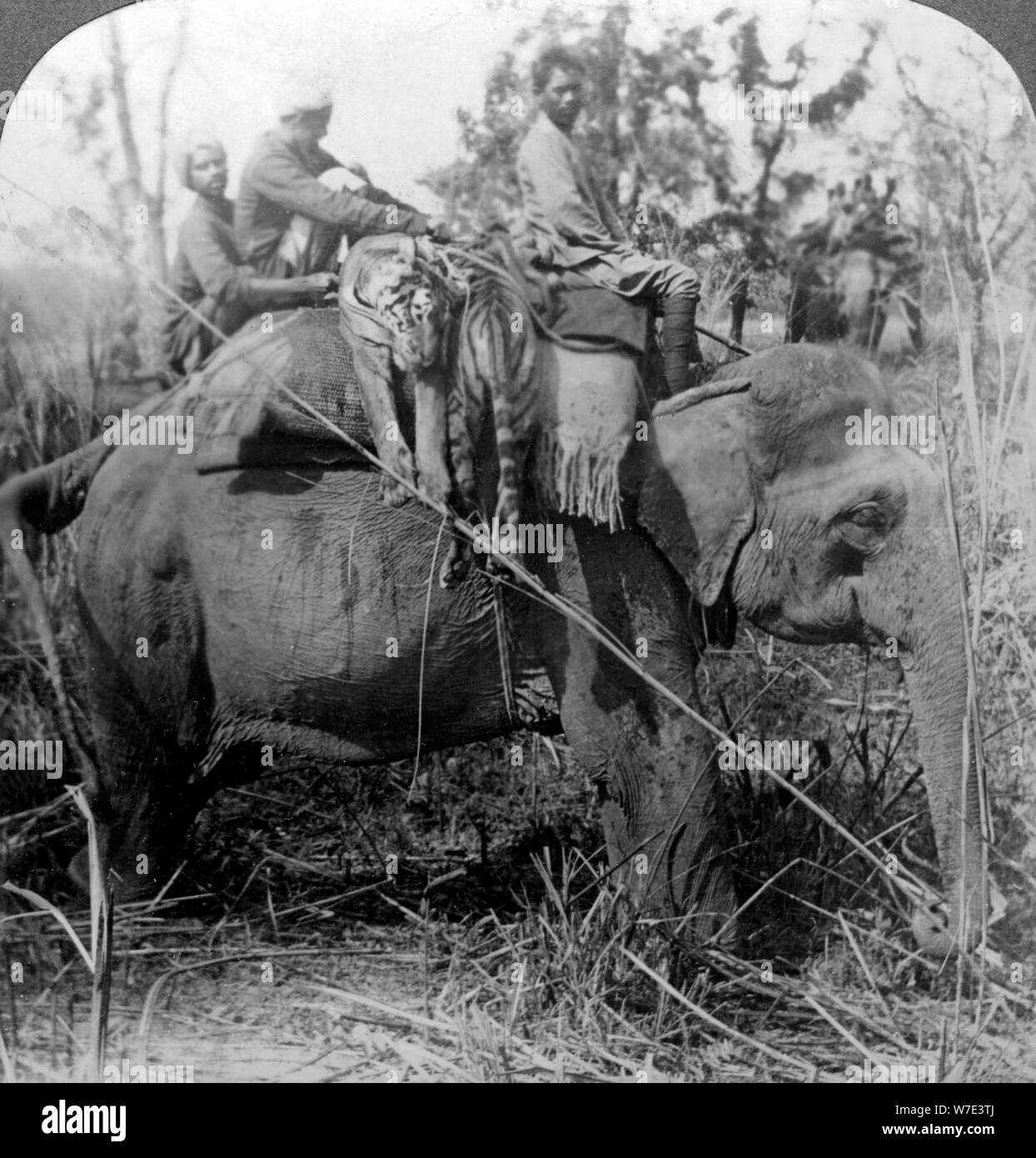 Die toten Tiger zurück zum Camp, Behar ungle, Indien, c 1900 s (?). Artist: Underwood & Underwood Stockfoto