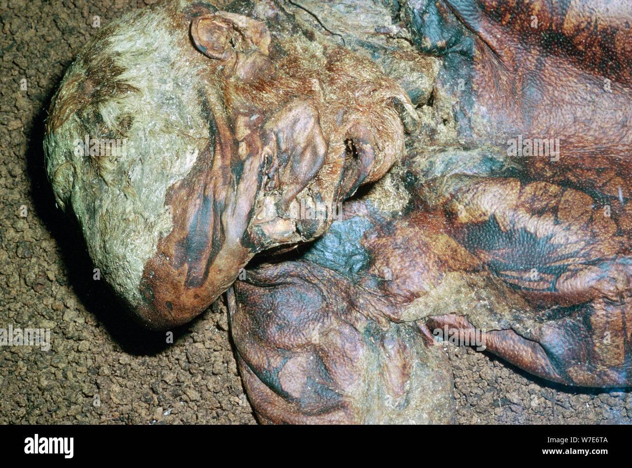 Lindow Mann, gefunden in einem Torf in Irland bog, c 2. vorchristlichen Jahrhundert. Artist: Unbekannt Stockfoto