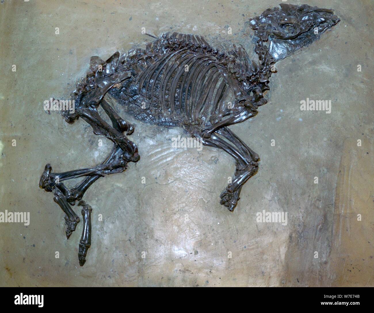 Fossil eines Pferdes. Artist: Unbekannt Stockfoto