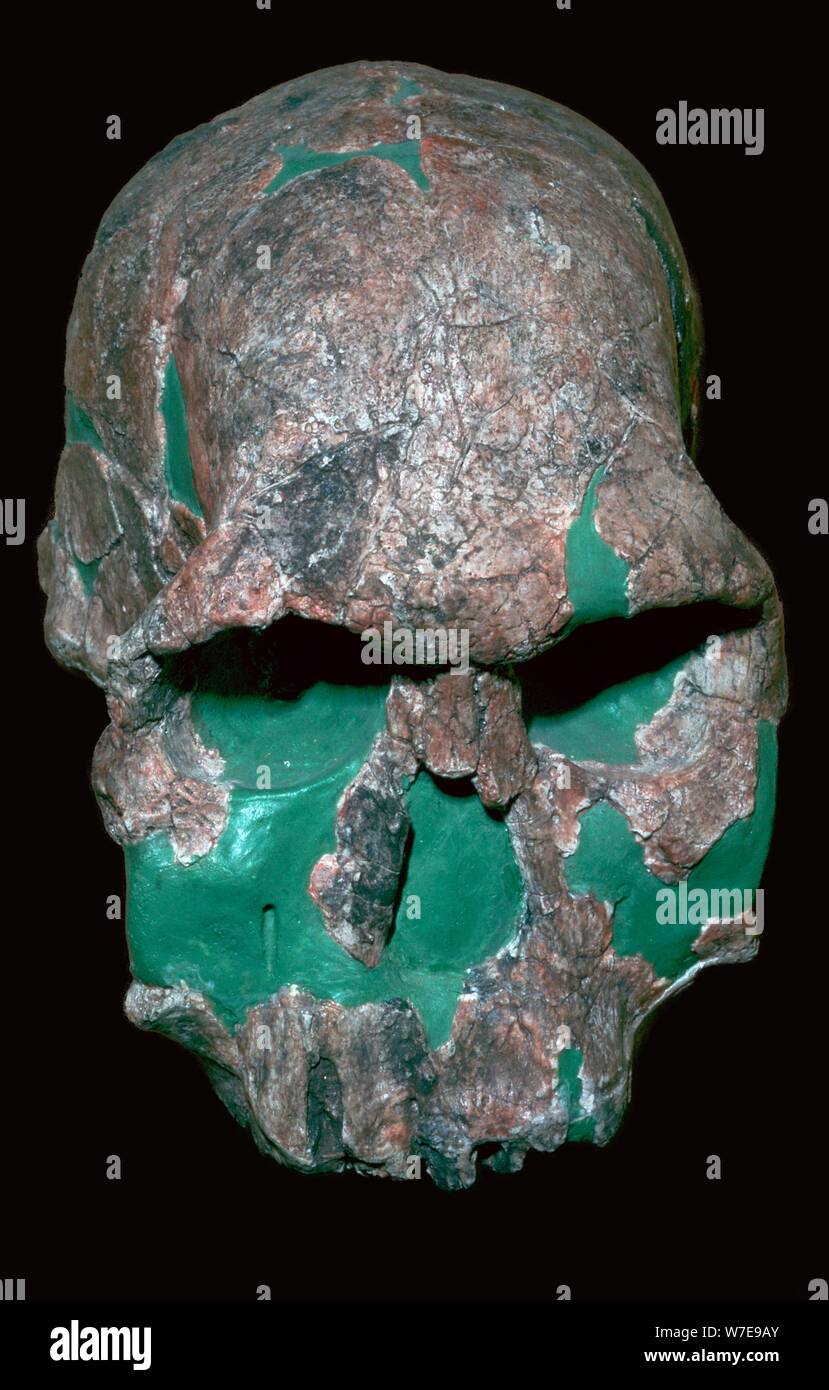 Schädel des Homo habilis. Artist: Unbekannt Stockfoto