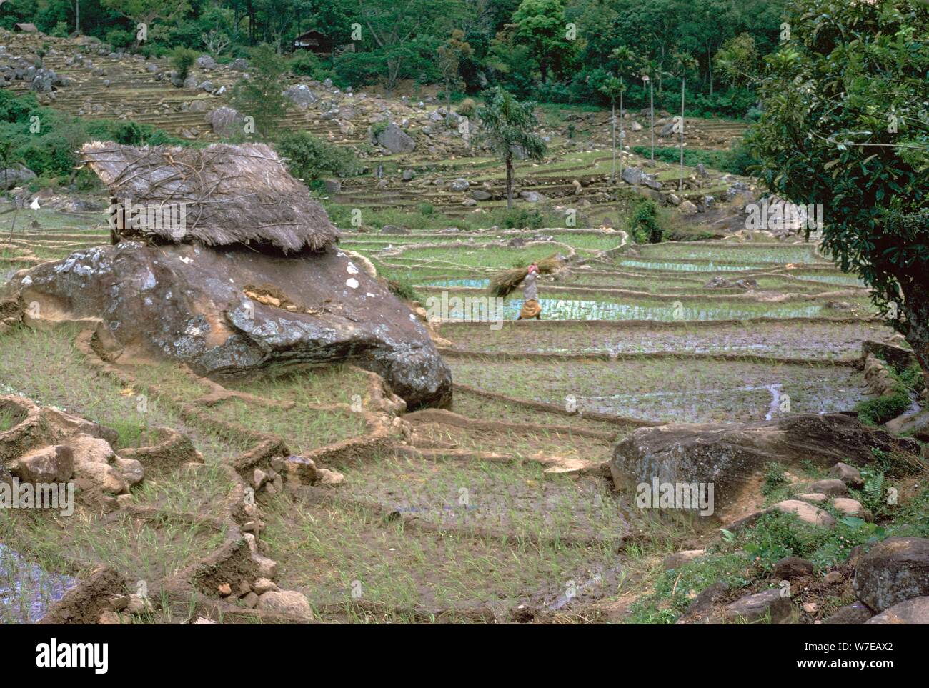 Reisfelder in Sri Lanka. Artist: CM Dixon Künstler: Unbekannt Stockfoto