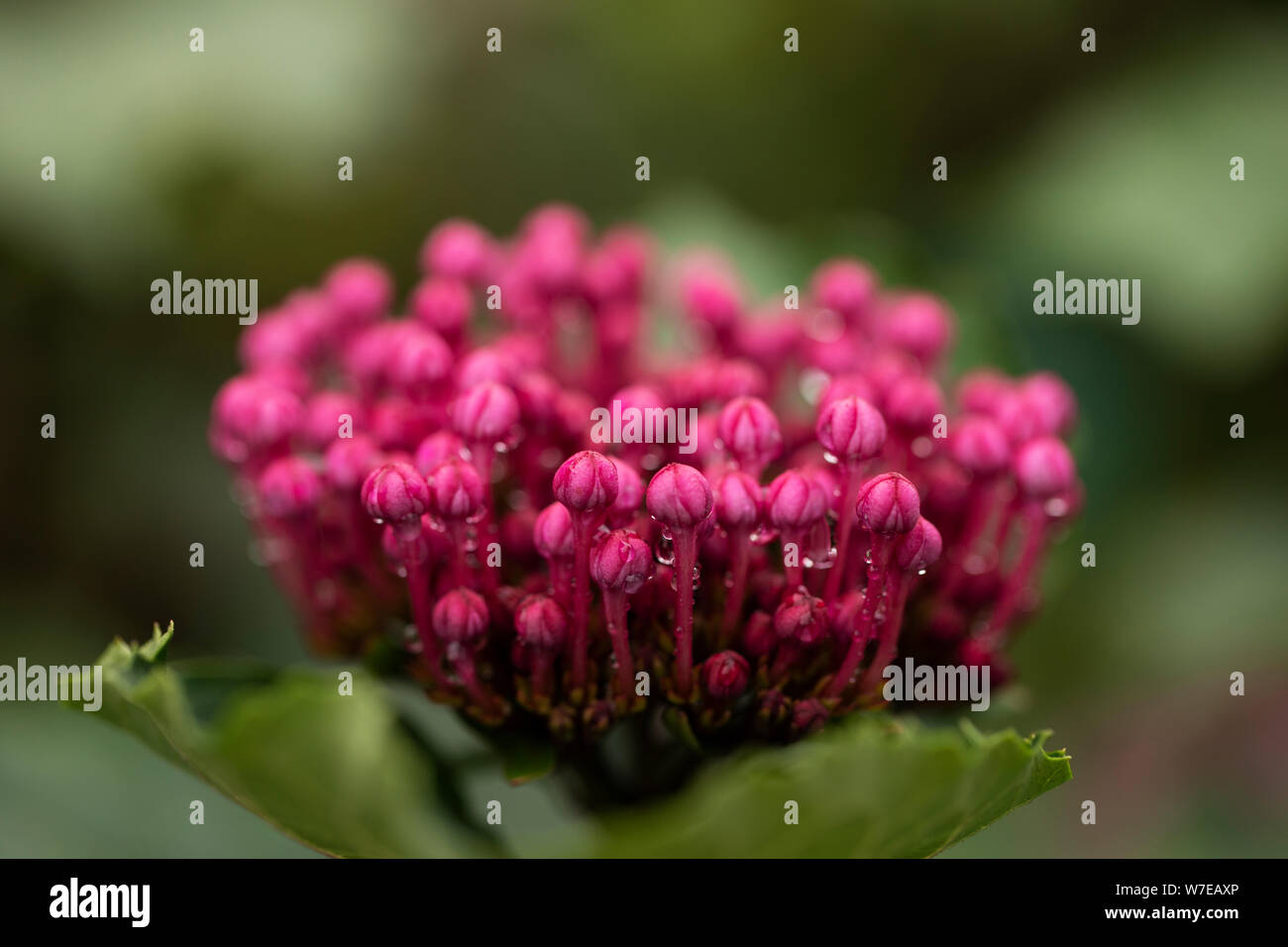 Clerodendrum bungei, allgemein bekannt als Rose Glory Bower, Glory Flower oder mexikanische Hortensien, ist eine Art der blühenden Pflanze in der Gattung Clerodendrum. Stockfoto