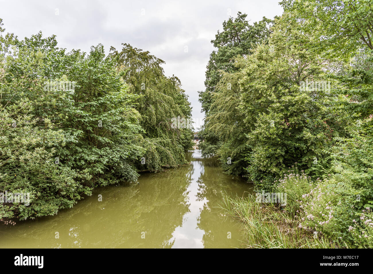 Grünalge Wasser in der Arreso Canal an Ansager, Dänemark, 30. Juli 2019 verschmutzt Stockfoto