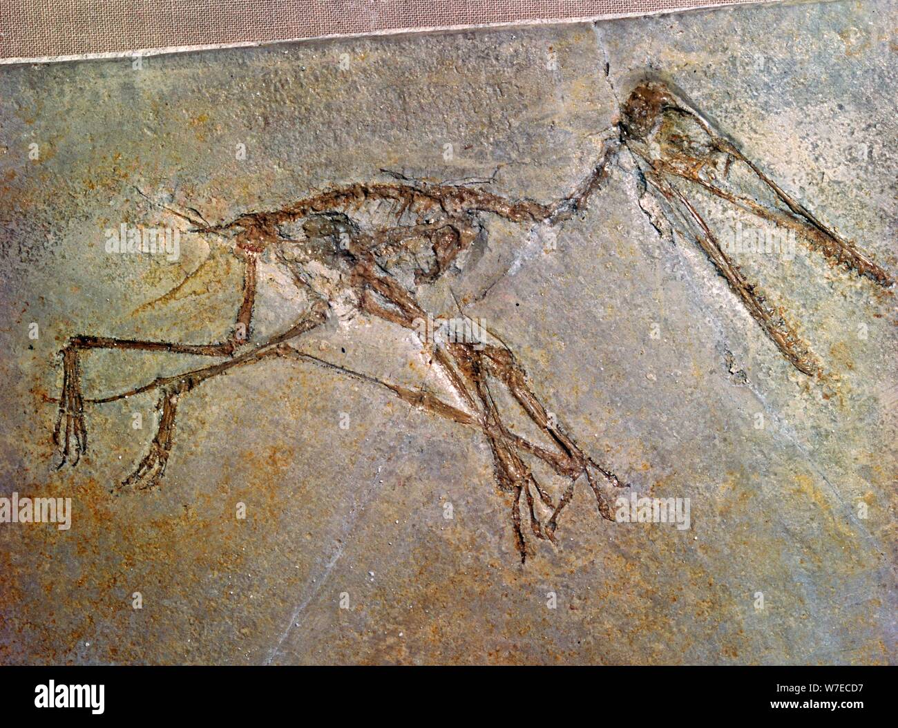 Fossile Skelett eines Pterodactyl, aus der Sammlung des British Museum. Artist: Unbekannt Stockfoto