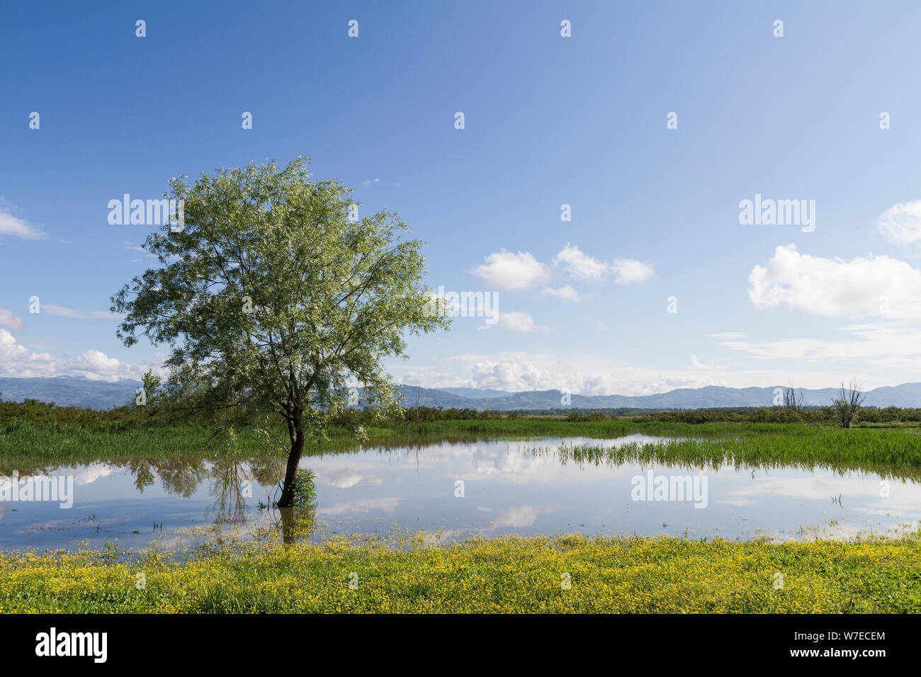 Landschaft: Italien, Padule di Fucecchio (Florenz) Blick auf den See mit gelb blühende Wiese und Baum Stockfoto