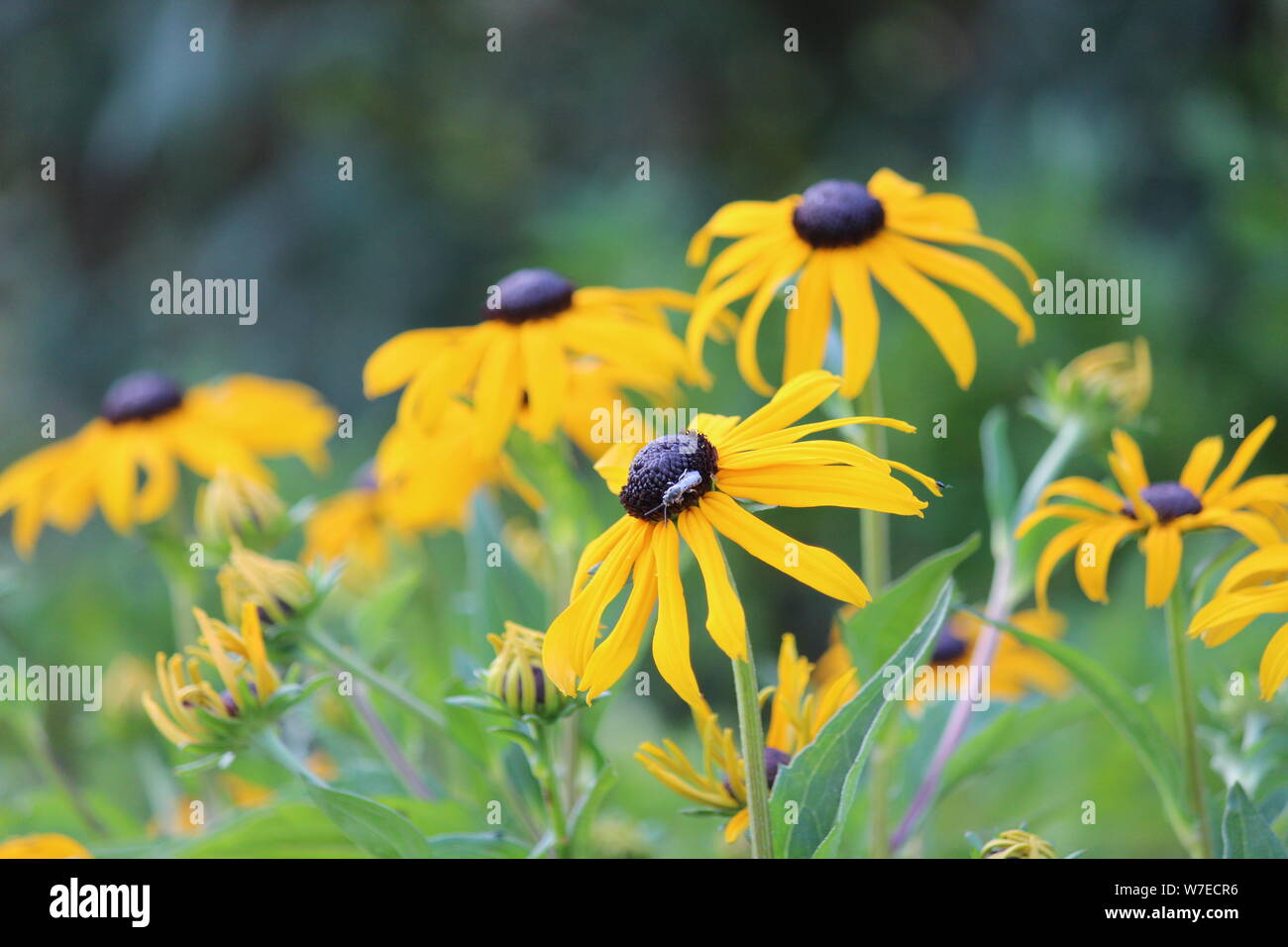 Gelbe coneflowers im Garten Stockfoto