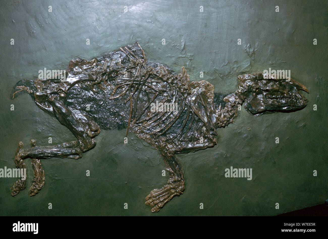Primitive Pferd Fossil. Artist: Unbekannt Stockfoto