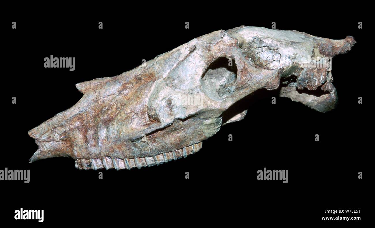 Fossile Schädel eines primitiven Pferd. Artist: Unbekannt Stockfoto