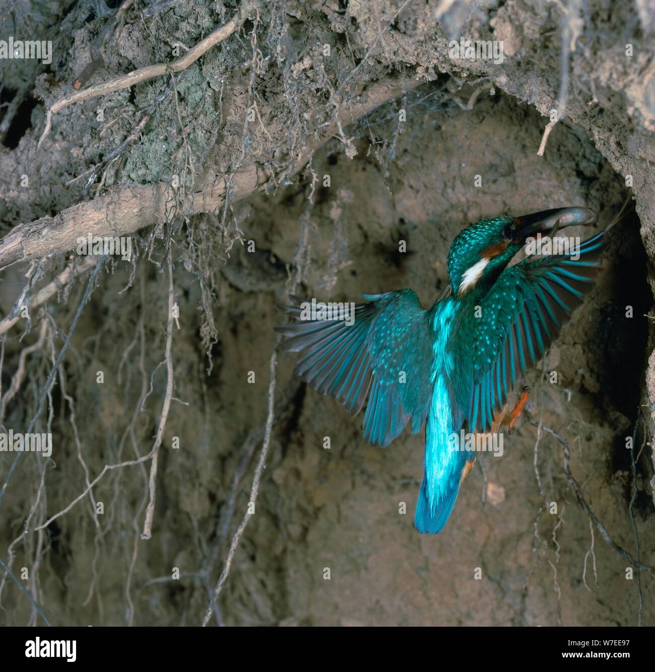 Kingfisher und Wurm. Stockfoto