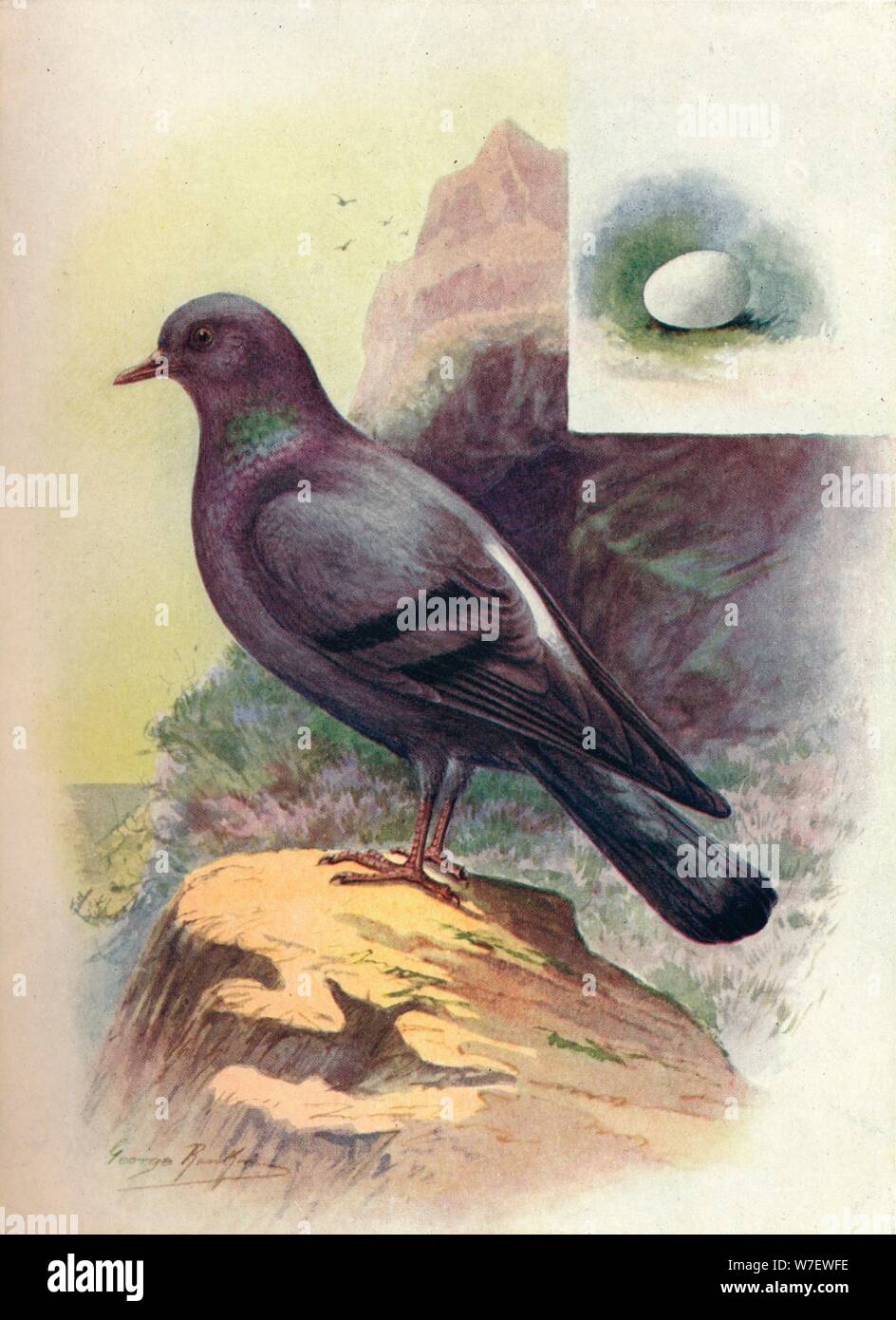 "Felsen-Taube - Colum'ba liv'ia', c1910, (1910). Künstler: George James Rankin. Stockfoto
