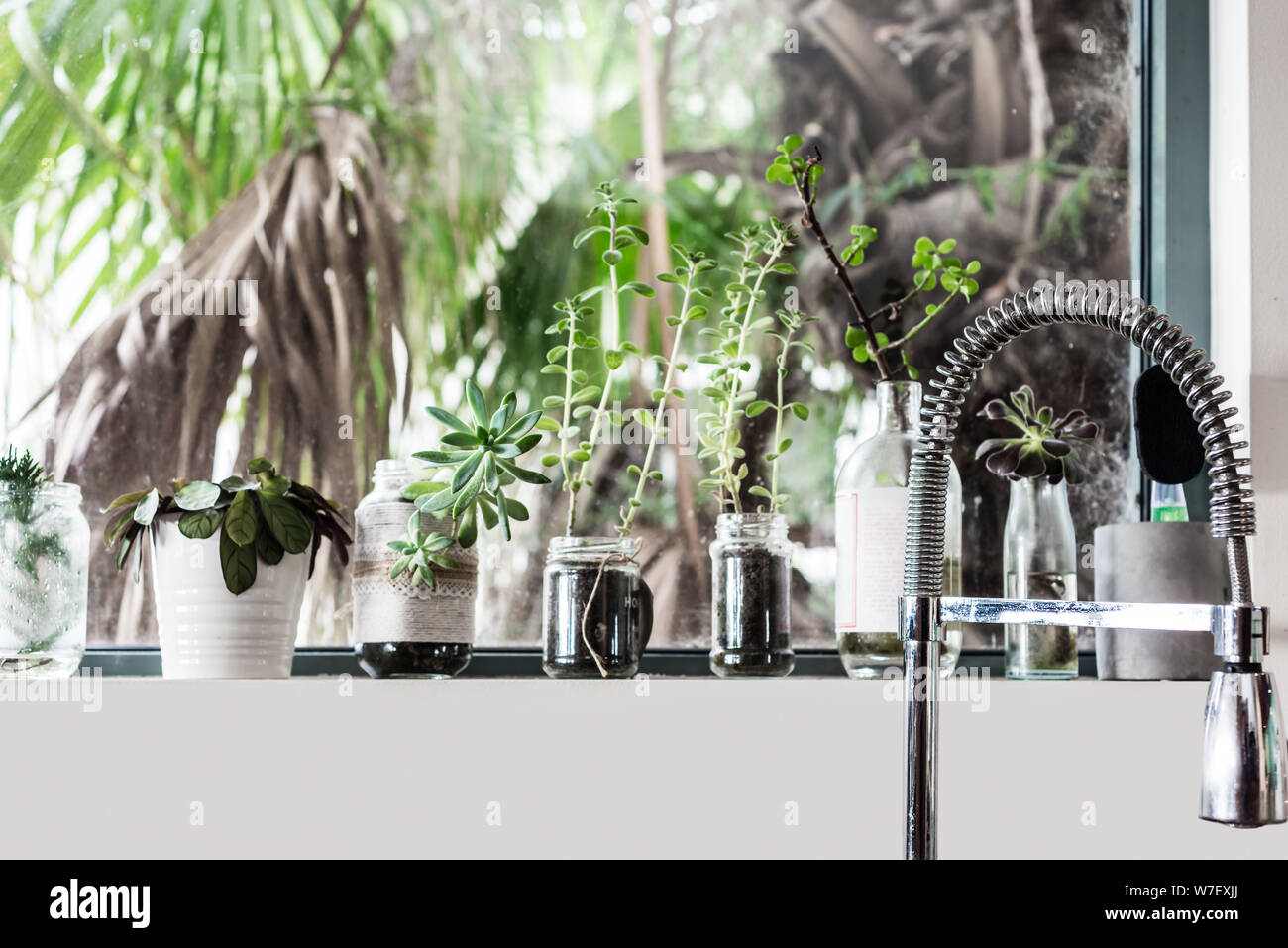 Pflanzen auf Küche Fensterbänke in verschiedenen recyceltem Glas Container, mit gebogenen Schwanenhals tippen. Küche Interieur. Stockfoto