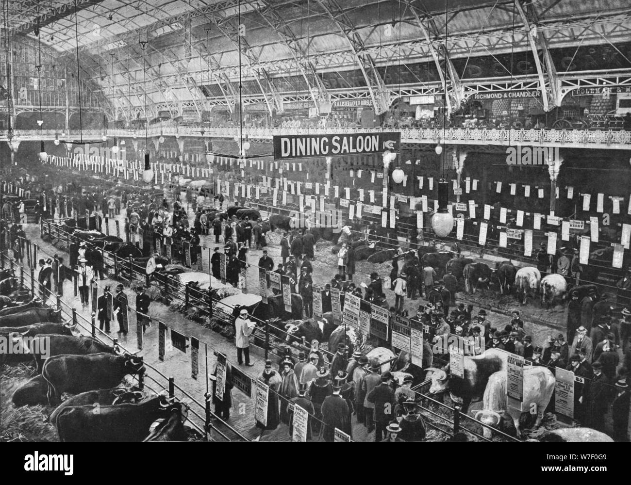 At die Smithfield Club Viehschau, landwirtschaftliche Halle, Islington, London, 1902 (1903). Künstler: unbekannt. Stockfoto